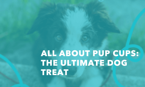 All About Pup Cups: The Ultimate Dog Treat - Frozen Dessert Supplies